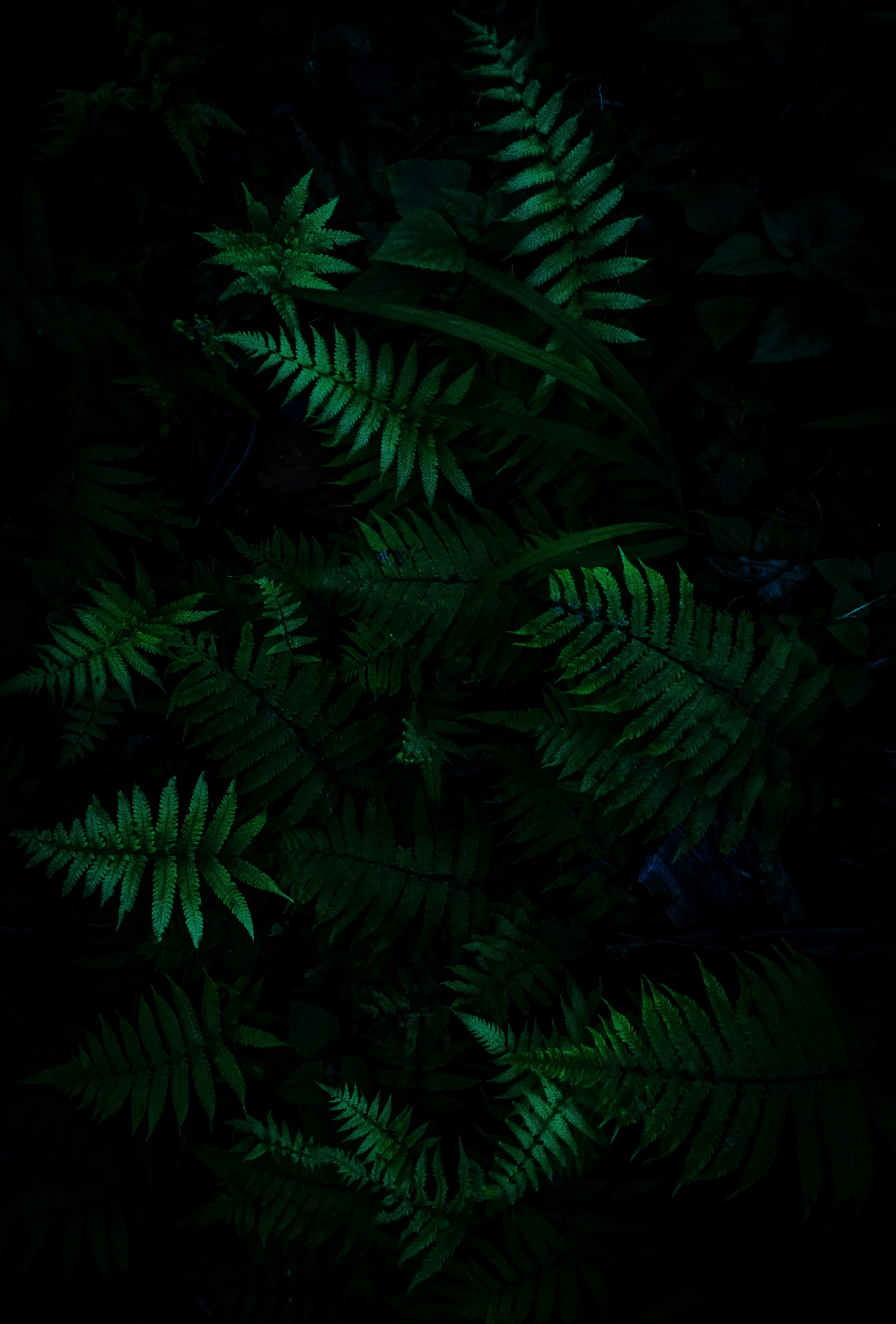 plant-image